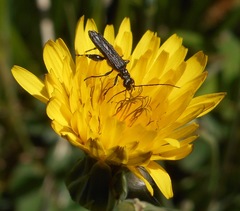 Oedemera atrata