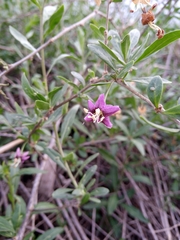 Lycium barbarum