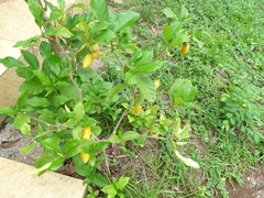 Callichilia barteri