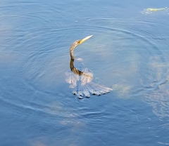 Anhinga anhinga
