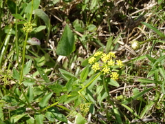 Thaspium trifoliatum