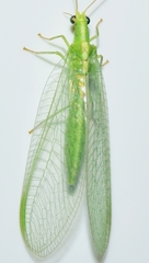 Chrysoperla lucasina