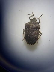 Amaurochrous cinctipes