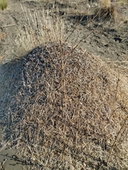 Acromyrmex lobicornis