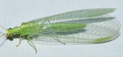 Chrysoperla lucasina