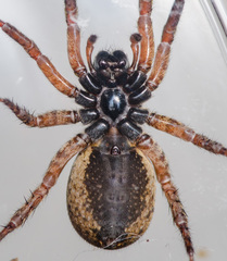 Trochosa sepulchralis