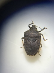 Amaurochrous cinctipes