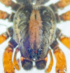 Trochosa sepulchralis