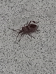Leptoglossus occidentalis
