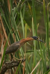 Gorsachius leuconotus