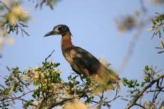 Gorsachius leuconotus