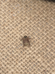 Hoplia dispar