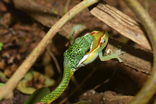 Palm Treefrog, Boana pellucens