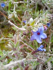 Lithodora fruticosa