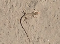 Acanthodactylus boskianus