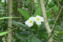 Tabebuia cassinoides
