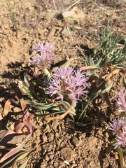 Allium anceps