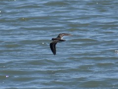Actitis macularius