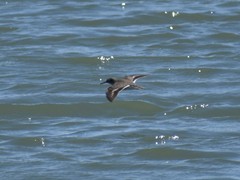 Actitis macularius