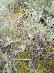 Lithodora fruticosa