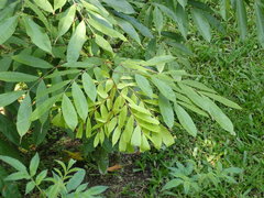 Brownea grandiceps