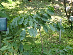 Brownea grandiceps