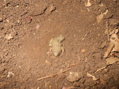 Gastrophryne elegans