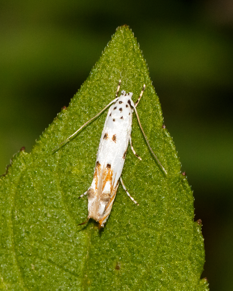 Red-streaked Mompha