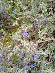 Lithodora fruticosa