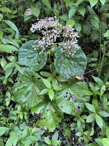Begonia nelumbiifolia