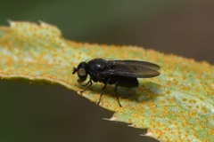 Cnemacantha muscaria