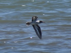 Actitis macularius
