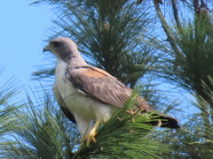 Geranoaetus