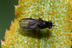 Cnemacantha muscaria