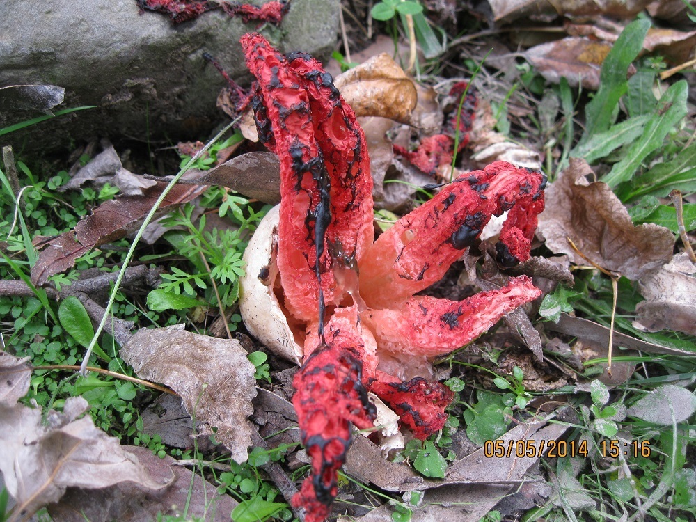 Clathrus archeri image