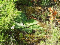 Salvia aethiopis