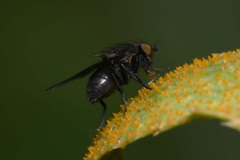 Cnemacantha muscaria