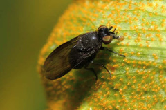 Cnemacantha muscaria