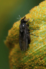 Cnemacantha muscaria