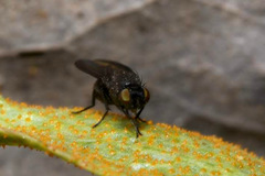 Cnemacantha muscaria