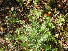 Haplophyllum linifolium