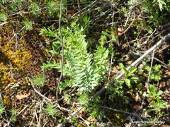 Haplophyllum linifolium