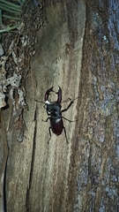 Lucanus cervus