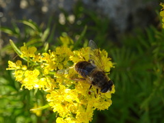 Eristalis tenax