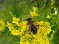 Eristalis tenax