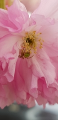 Araniella opisthographa