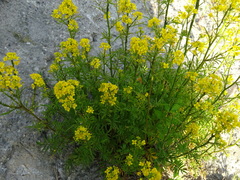 Rorippa sylvestris