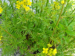 Rorippa sylvestris