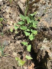 Calystegia occidentalis occidentalis