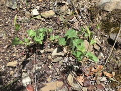 Calystegia occidentalis occidentalis